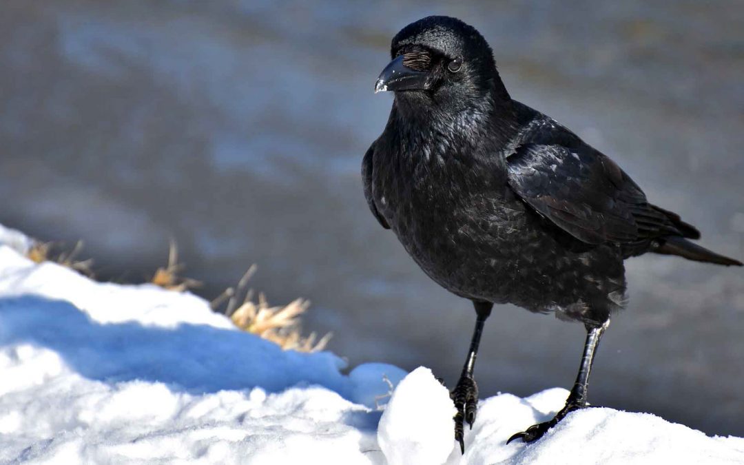 Video: Crows, the Ultimate Problem Solvers