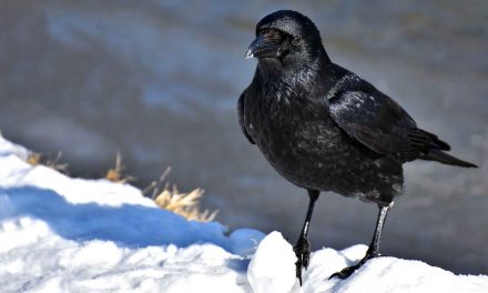 Video: Crows, the Ultimate Problem Solvers