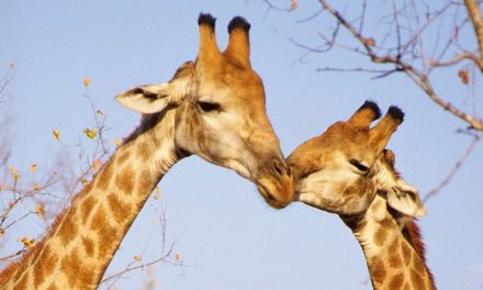 7 Photos of Animals in Love: A Tribute to Valentines Day