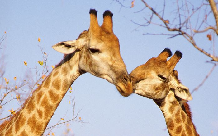 7 Photos of Animals in Love: A Tribute to Valentines Day