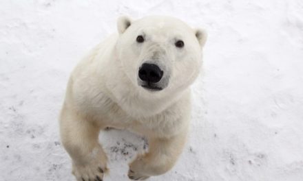 Photos: 10 Incredible Pictures of Polar Bears in the Wild