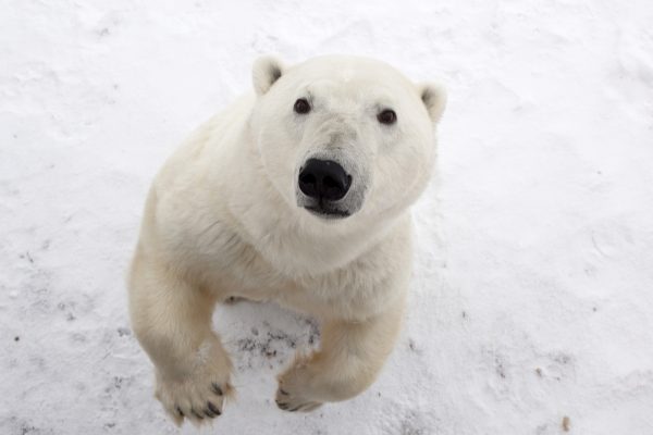 Photos: 10 Incredible Pictures of Polar Bears in the Wild