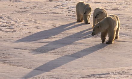 Footprints: A Polar Bear Guide’s Story