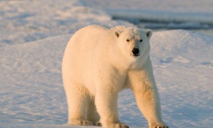 Ten Facts about Polar Bears