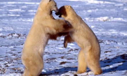 Decoding Polar Bear Behavior