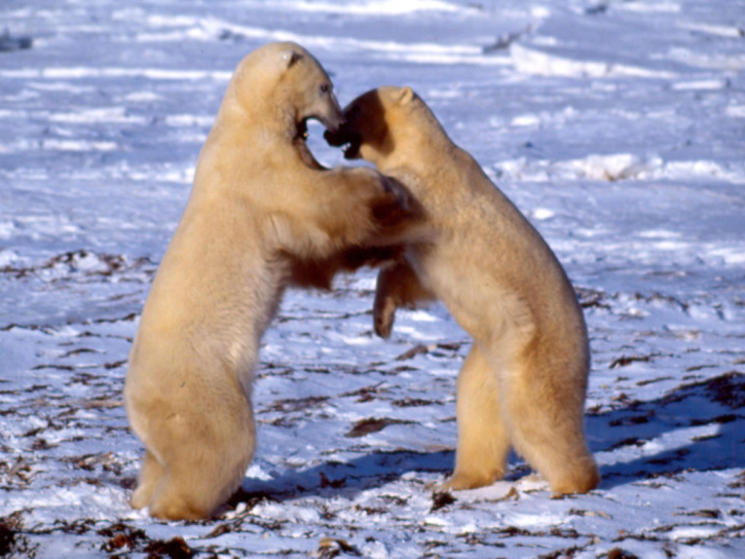 polar bears fighting