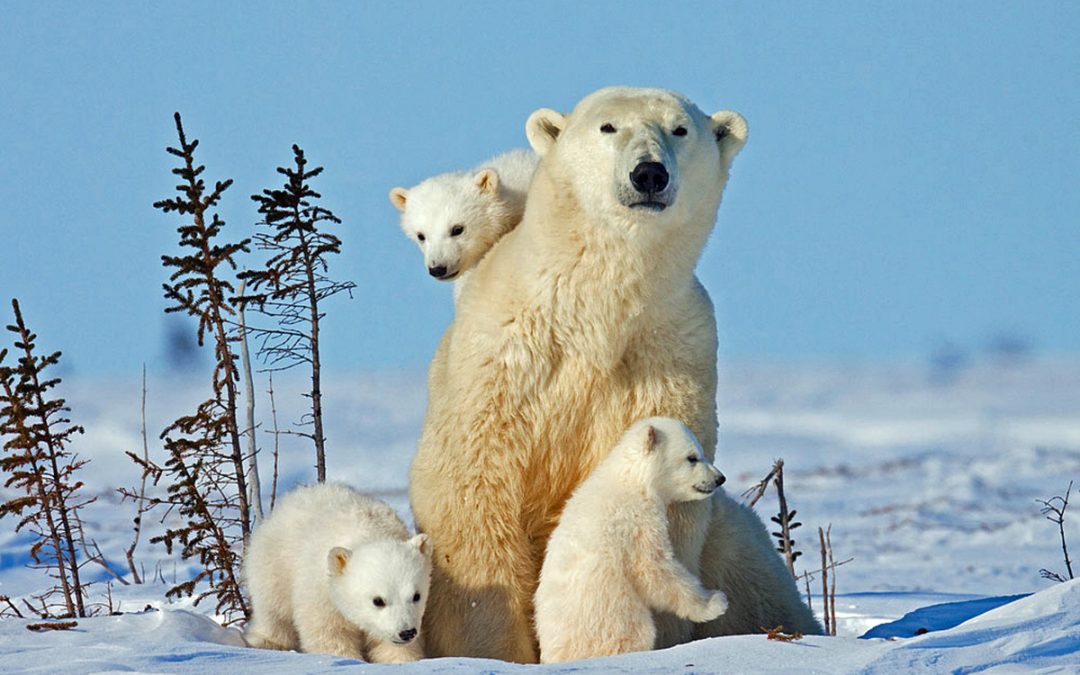 Polar Bear Roundup: This Year's Top 9 Polar Bear Stories