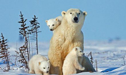 Polar Bear Roundup: This Year's Top 9 Polar Bear Stories