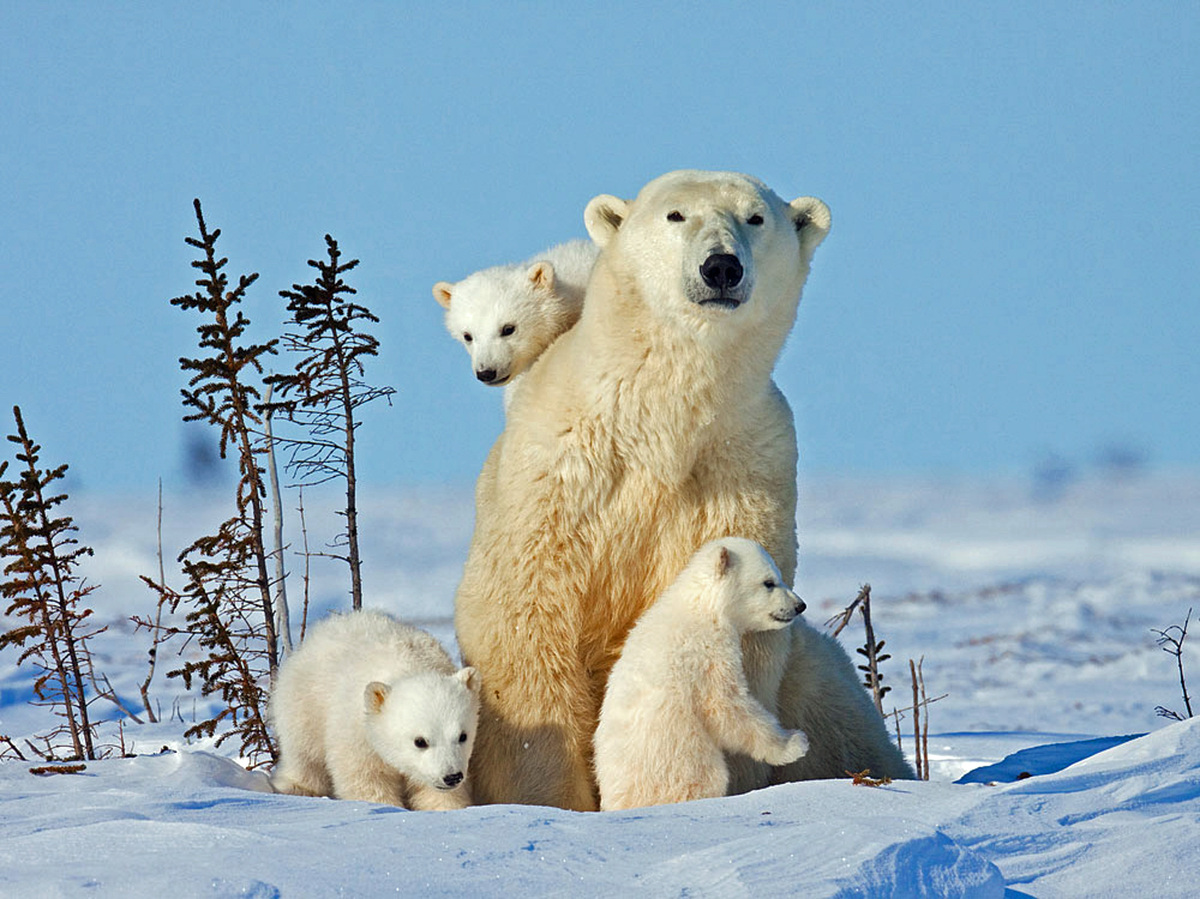 polar bear triplet cubs