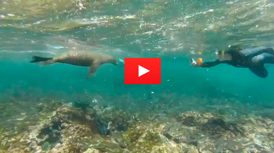 Video of the Week: Swimming with Galapagos Sea Lions