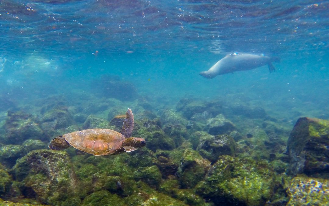 Choose Your Own Adventure: The Galapagos