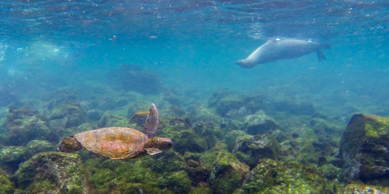 Choose Your Own Adventure: The Galapagos