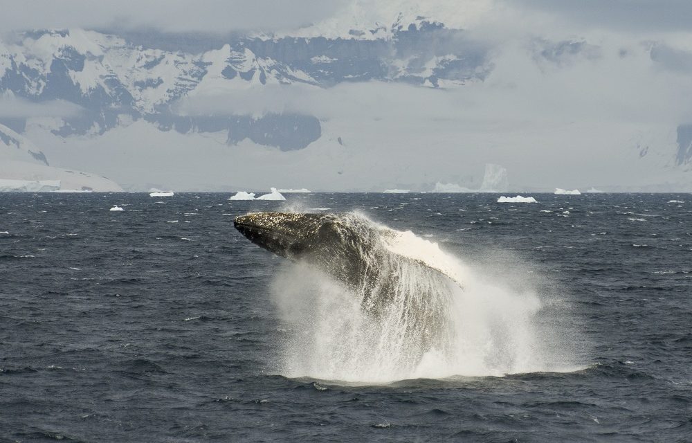 Inside Antarctica: A Rare Glimpse of a Whale Breaching