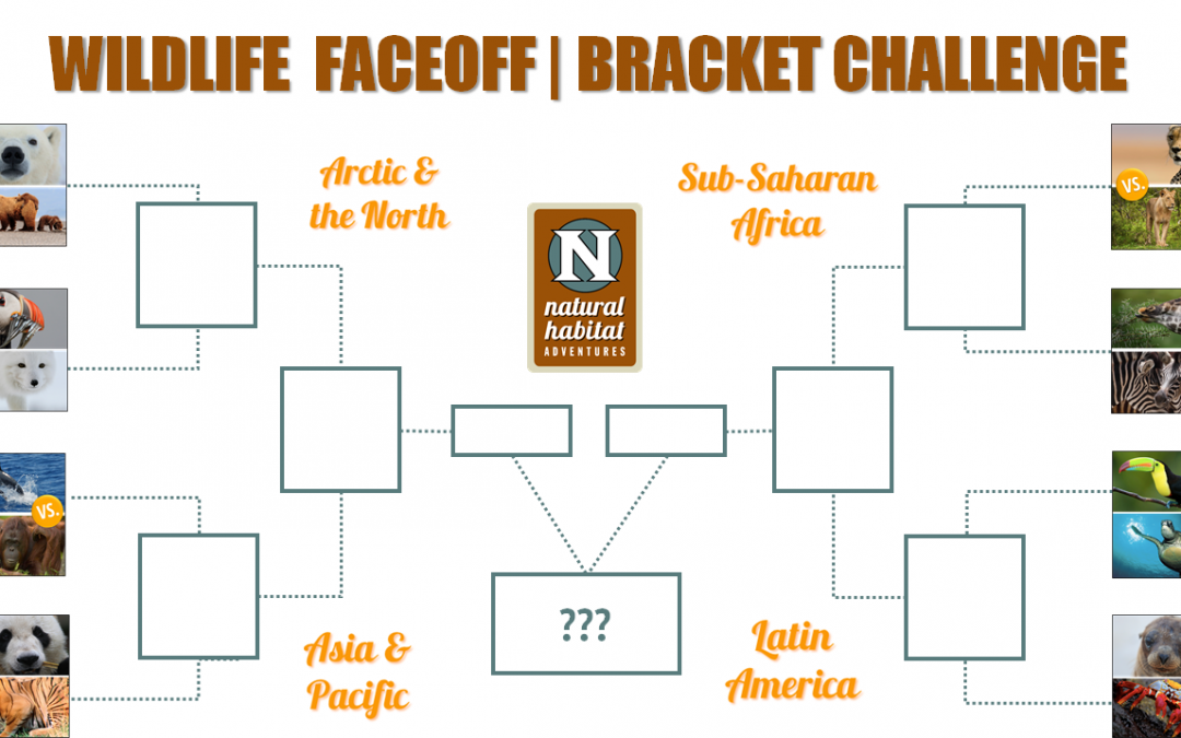 Wildlife Faceoff Bracket Challenge!