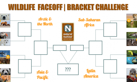 Wildlife Faceoff Bracket Challenge!