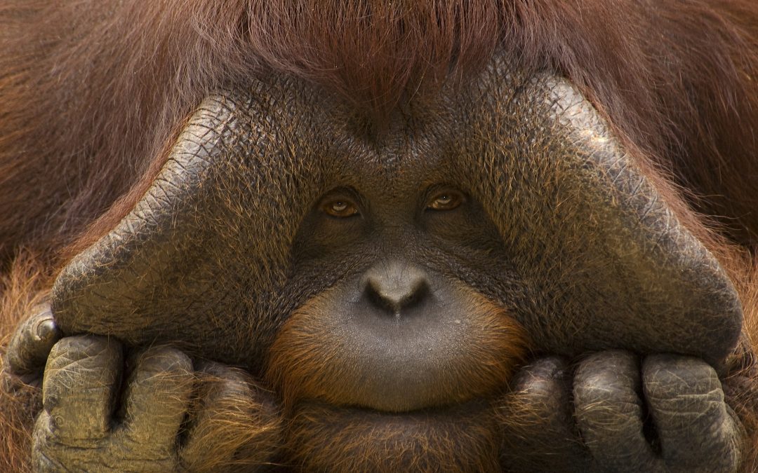 10 Interesting Facts about Orangutans