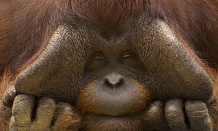 10 Interesting Facts about Orangutans