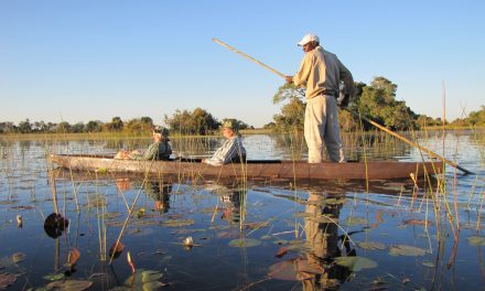 Botswana’s Green Season vs. Dry Season: When to Go?