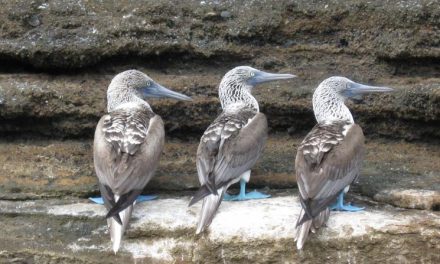 School of Thought: 10 Things the Galapagos Taught Me