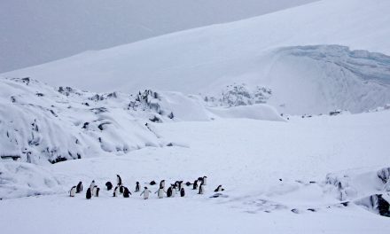 Antarctica: Discovery on the (Black-and-) White Continent