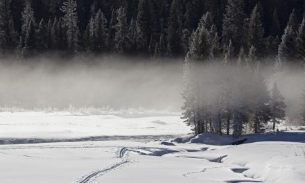 Video: Did the Reintroduction of Wolves Truly Change Yellowstone?