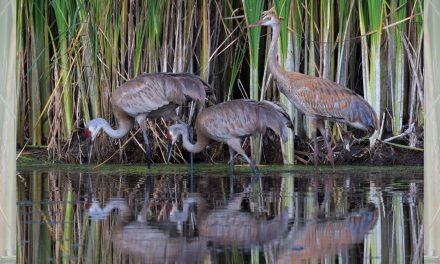 A Great Migration: Sandhill Cranes and Their Very Small Plot of Land
