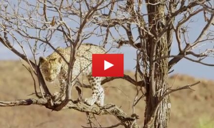 Video: Only in Namibia