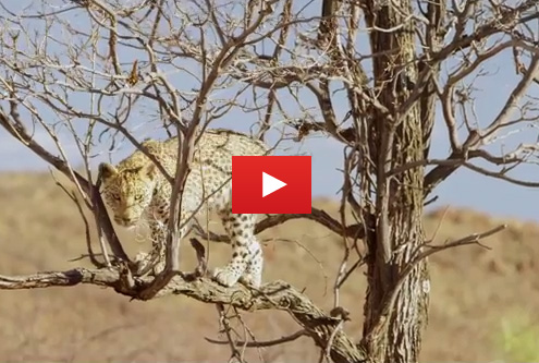 Video: Only in Namibia