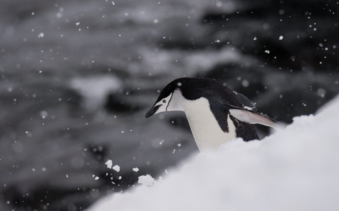 Save the Krill: Why These Tiny Creatures are Crucial to Antarctica's Wildlife