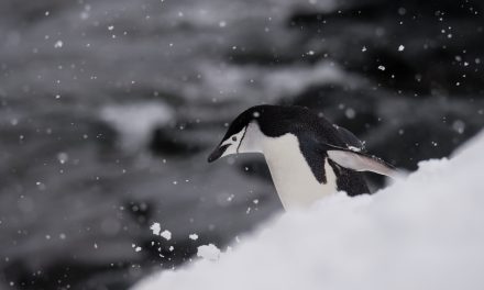 Save the Krill: Why These Tiny Creatures are Crucial to Antarctica's Wildlife