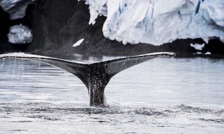 Conservation Win for Whales in Antarctica