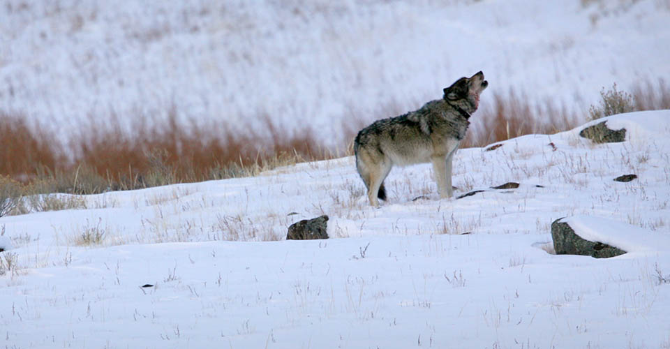 Nat Hab Exclusive: Alone with the last remaining wolves of the Lamar Canyon Pack
