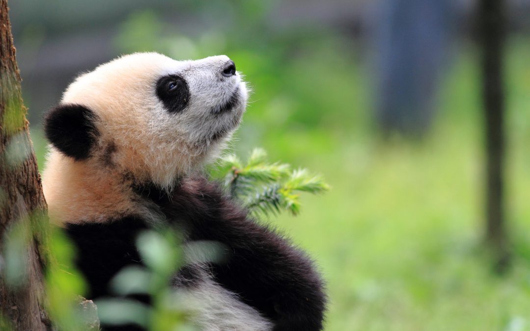 50 Fun Facts about your Favorite Fauna