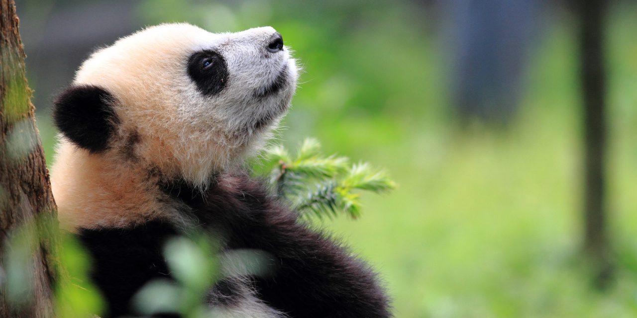 50 Fun Facts about your Favorite Fauna