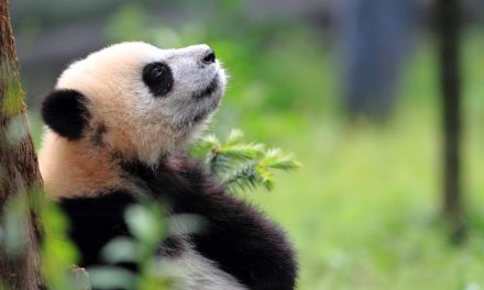 50 Fun Facts about your Favorite Fauna