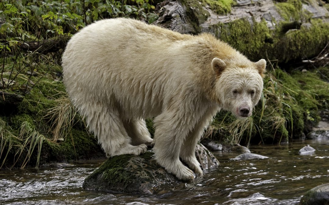 Study: Tourism Helps Protect Canada’s Spirit Bear