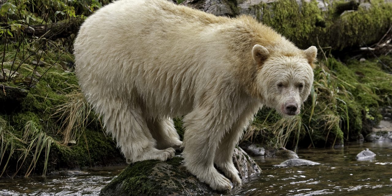 Study: Tourism Helps Protect Canada’s Spirit Bear