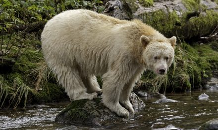 Study: Tourism Helps Protect Canada’s Spirit Bear