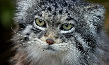 Pallas's Cats Migrating Upward, Now in Nepal