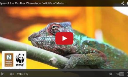 Video of the Week: The Wondrous Wildlife of Madagascar
