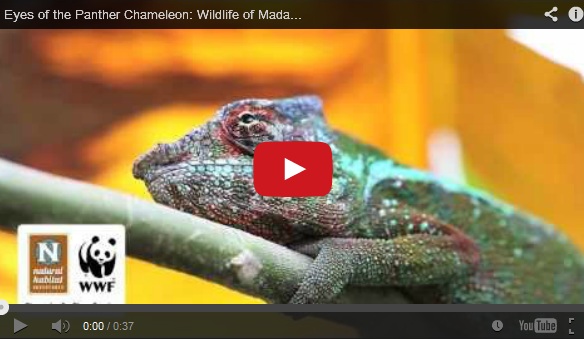 Video of the Week: The Wondrous Wildlife of Madagascar