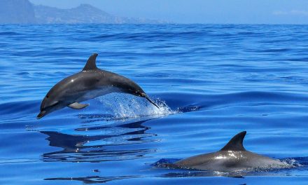 Video: Drones over Dolphins