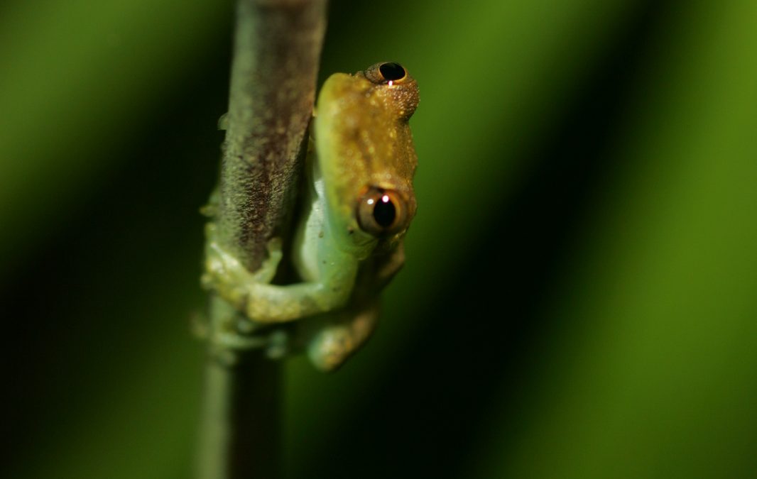 Spotlight on Sustainability: Ecotourism Facts