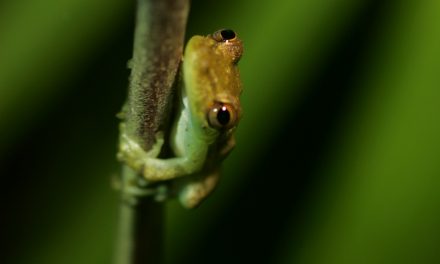 Spotlight on Sustainability: Ecotourism Facts