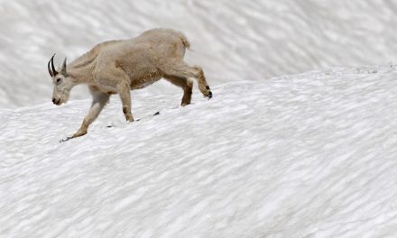 Yet Another Study on Climate Change, or Is This One a Game Changer?