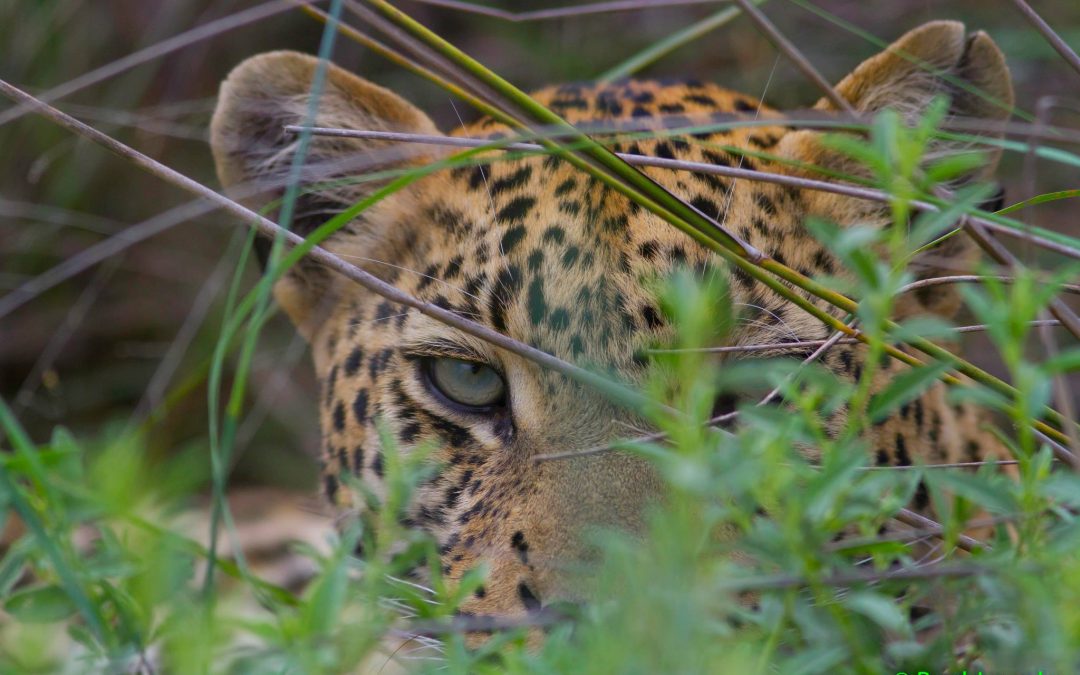 Slideshow: The Beauty of Botswana's Green Season