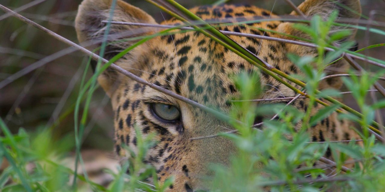 Slideshow: The Beauty of Botswana's Green Season