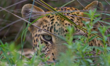 Slideshow: The Beauty of Botswana's Green Season