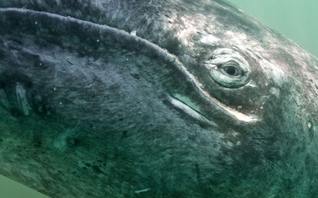 What Arctic and Tropical Waters Have in Common