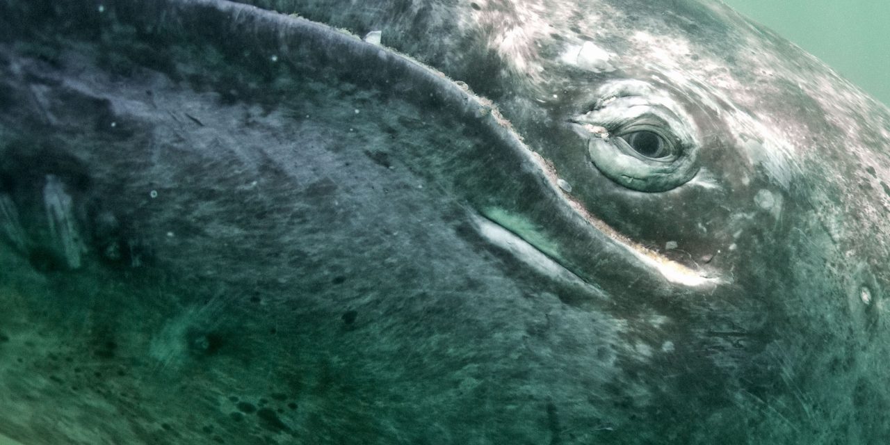 What Arctic and Tropical Waters Have in Common